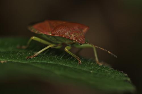 Palomena prasina